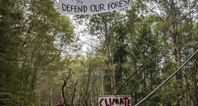 Cops raid protest camp in Capitol Forest, lone man in canopy continues to block logging