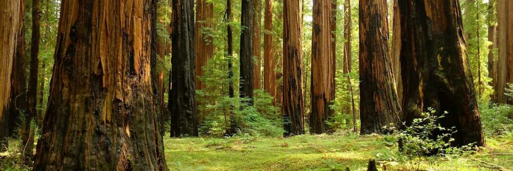 Hunger Strike and Blockade for the Redwoods in Humboldt